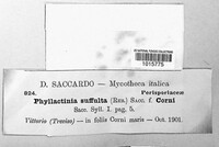 Phyllactinia guttata image